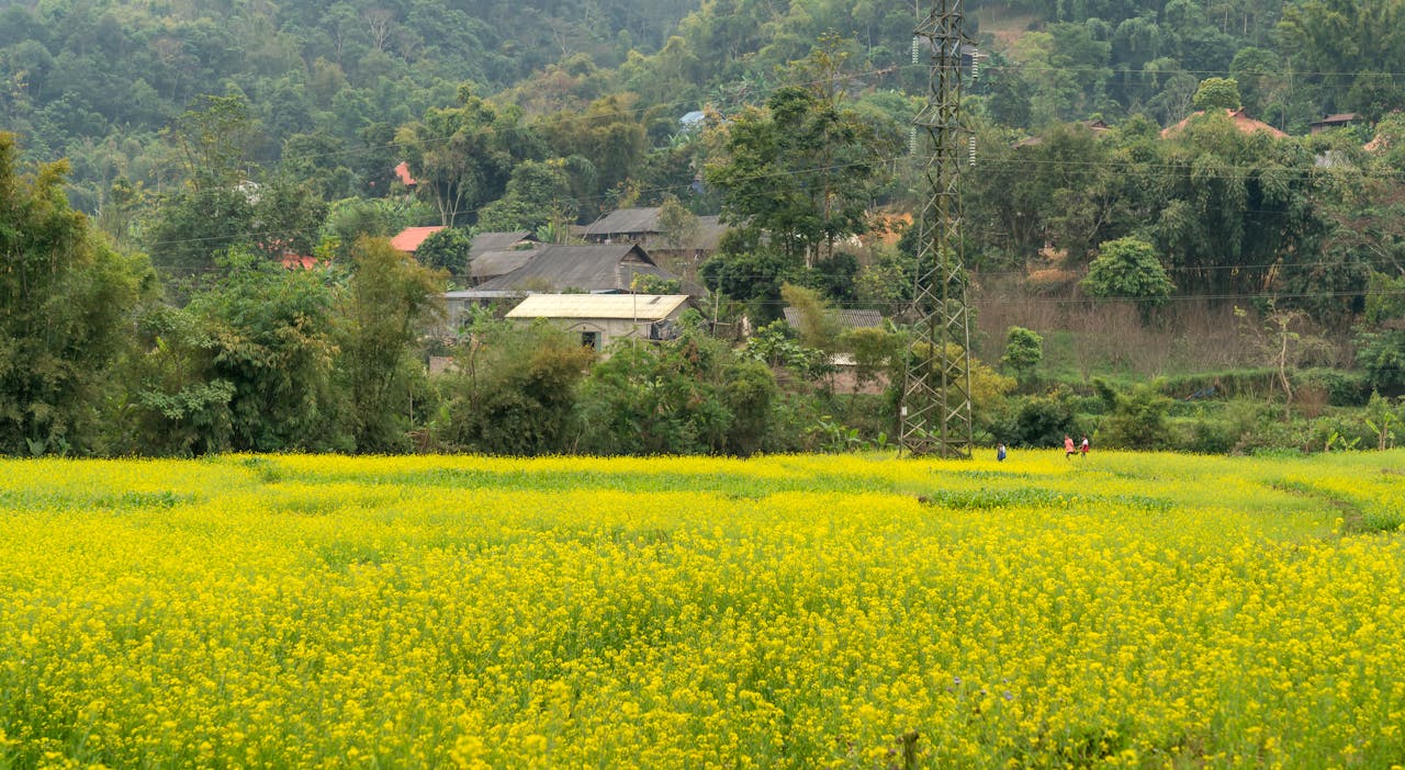 Lush yellow canola fields with a rustic village nestled amidst green hills under a tranquil sky.