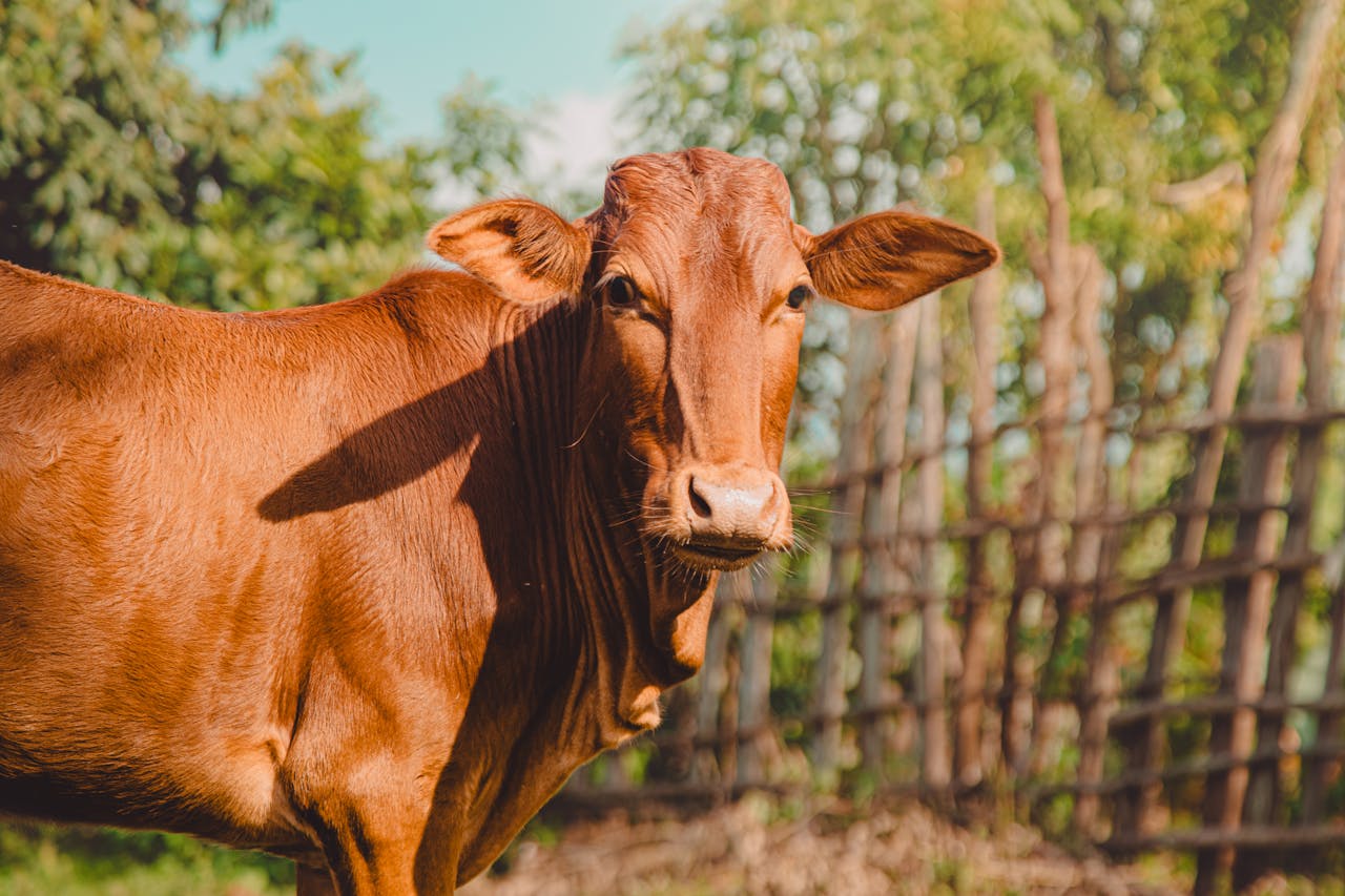 Portrait of a brown cow in sunny Ethiopian grassland, highlighting its calm demeanor.