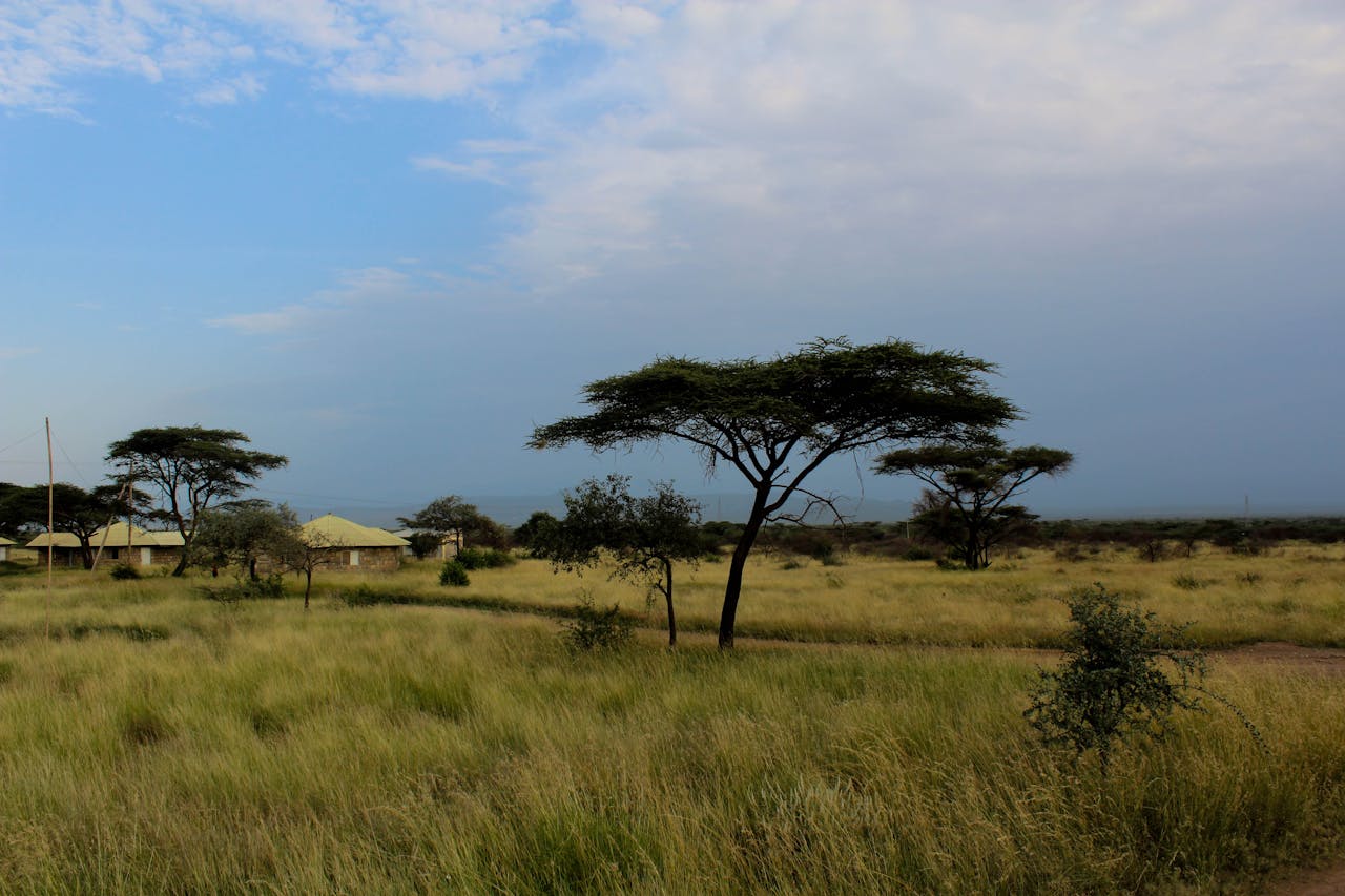 Serene savanna landscape in Ethiopia with acacia trees under a clear blue sky.